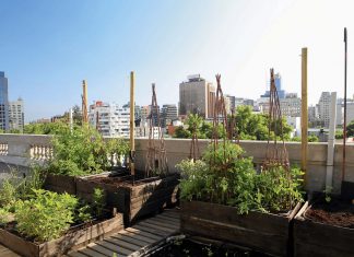 Azoteas Verdes  una Buen Opción Ecológica