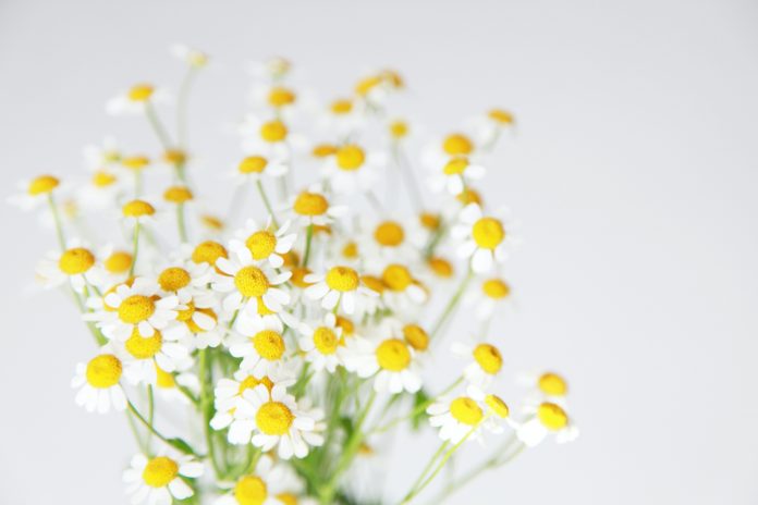 close-up-photo-of-white-flowers-3686922