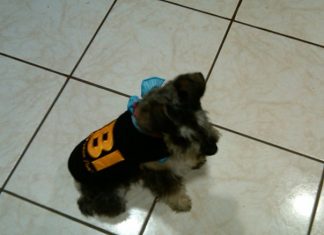 Diabetes en las mascotas