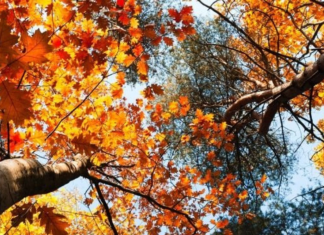 Equinoccio de Otoño, es época de cosecha