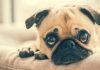 ¿Cómo manejar la ansiedad de mis mascotas por mi regreso al trabajo?