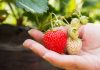 ¿Cómo Cultivar Fresas?