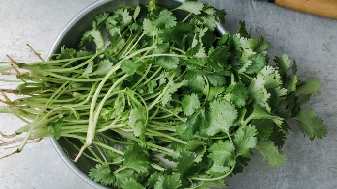 Te-de-cilantro