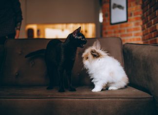 Repelente Casero para evitar que tus Perros y Gatos se Hagan Pipí en tu Hogar