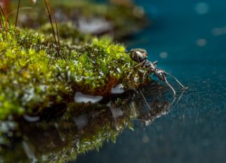 Pesticidas Naturales muy Eficaces para Quitar las Hormigas de tus Plantas