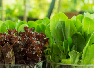 Ensalada Verde…Beneficios aparte de su  Sabor