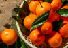 Los Beneficios de las Mandarinas, Una de las Frutas Favoritas de la Temporada
