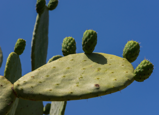 El Nopal, un Auxiliar en el Control de la Diabetes