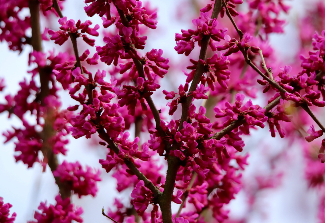 Cercis
