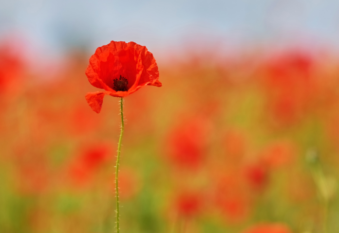Amapola