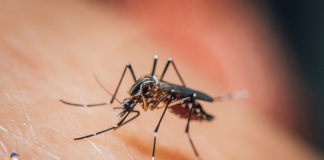 Malaria
