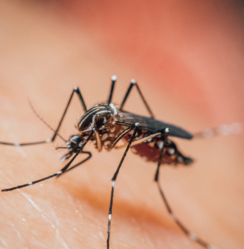 Paludismo #adiosmosquito Malaria
