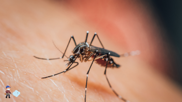 Paludismo Malaria
